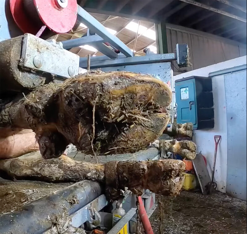 Cow hoof picture